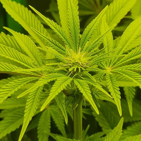 Gelato growlog timeline photo
