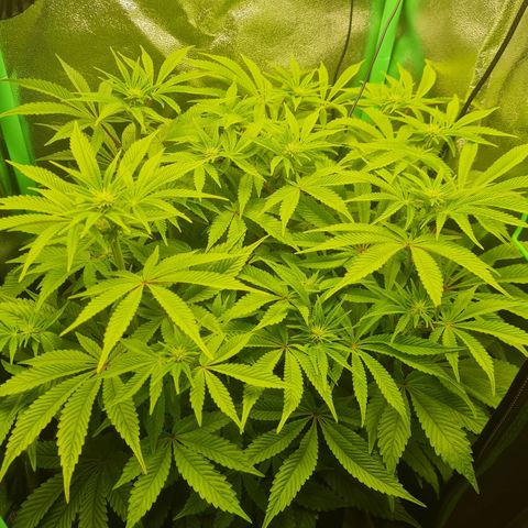 Gelato growlog timeline photo