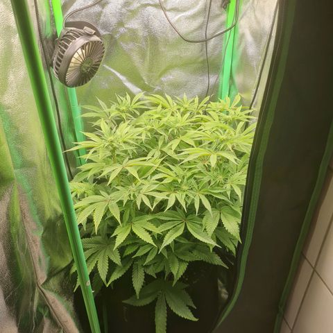 Gelato growlog timeline photo