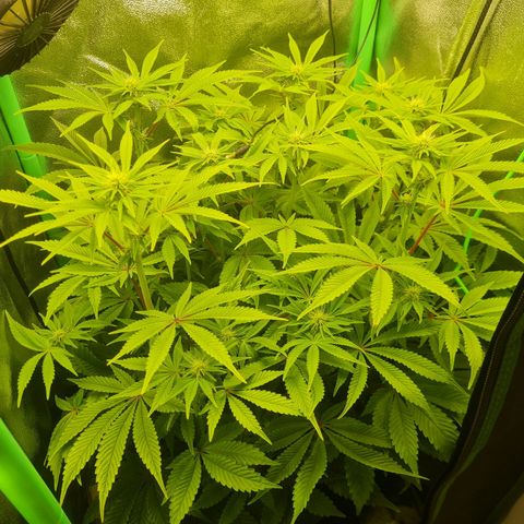 Gelato growlog timeline photo