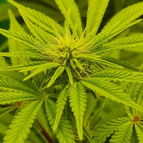 Gelato growlog timeline photo