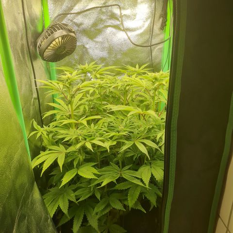 Gelato growlog timeline photo