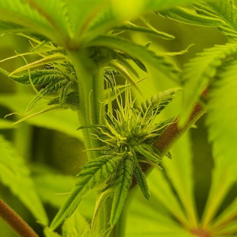 Gelato growlog timeline photo