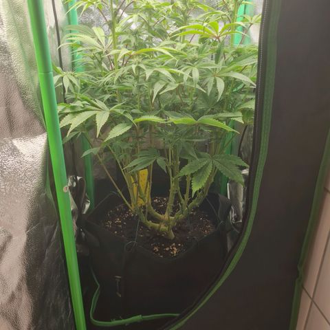 Gelato growlog timeline photo