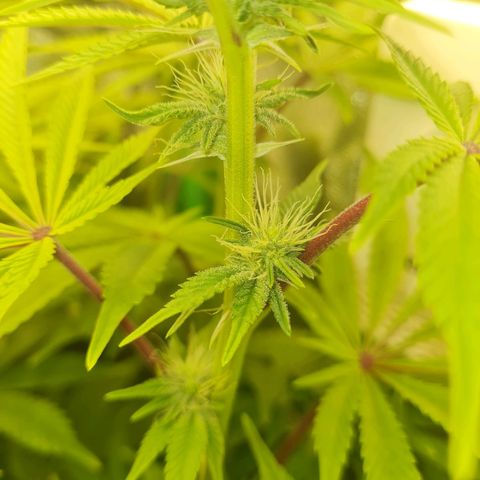 Gelato growlog timeline photo