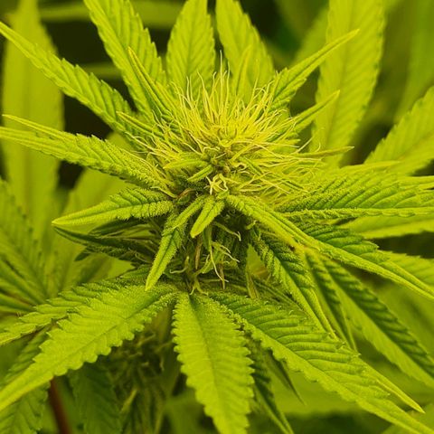 Gelato growlog timeline photo