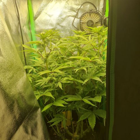 Gelato growlog timeline photo