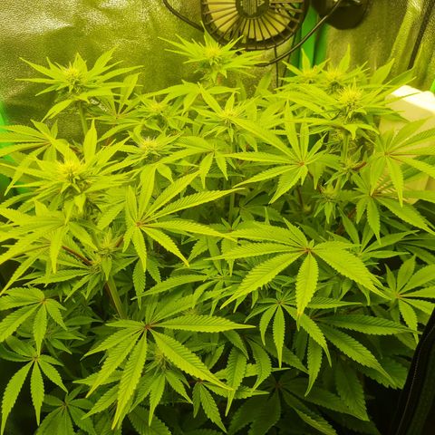 Gelato growlog timeline photo