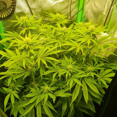 Gelato growlog timeline photo