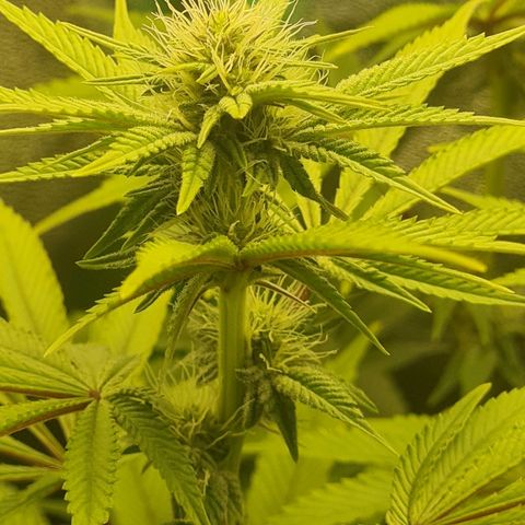 Gelato growlog timeline photo