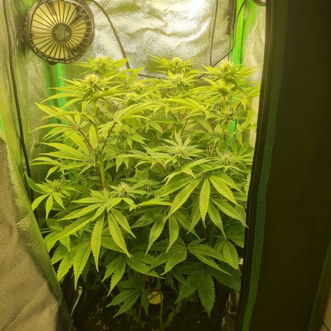 Gelato growlog timeline photo