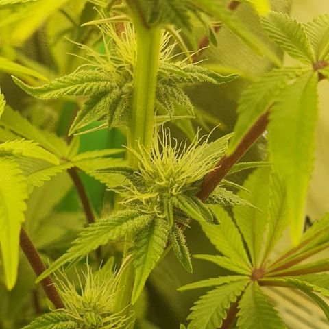 Gelato growlog timeline photo