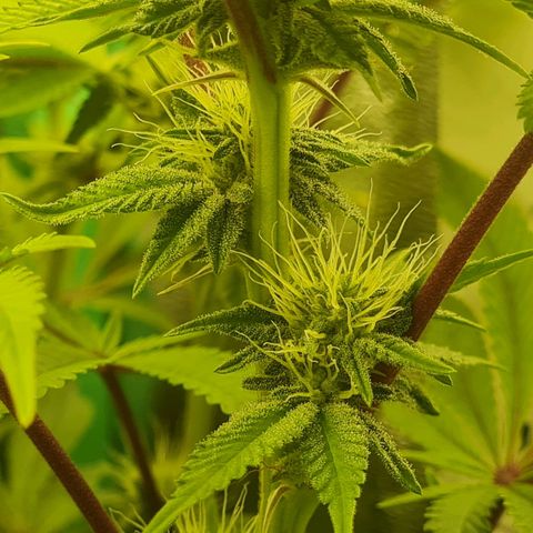 Gelato growlog timeline photo