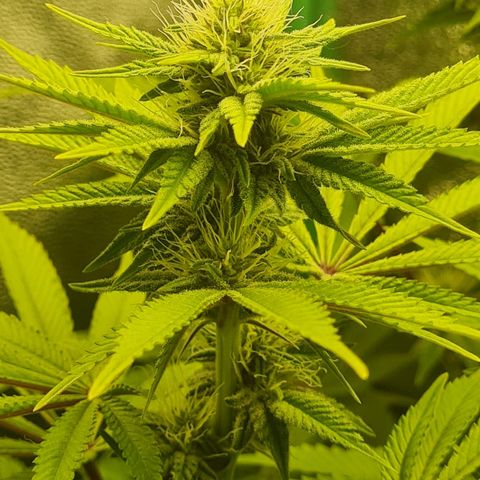 Gelato growlog timeline photo
