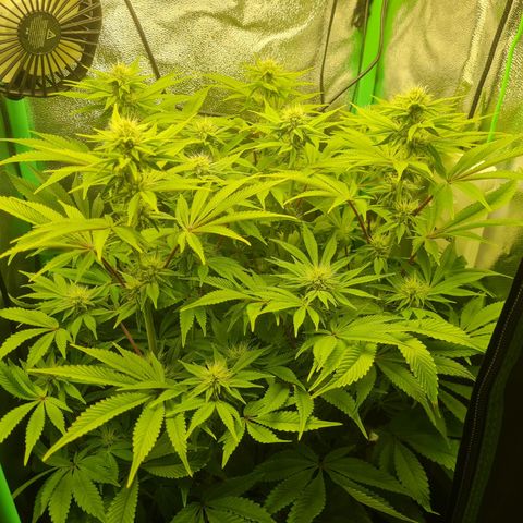 Gelato growlog timeline photo