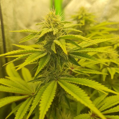 Gelato growlog timeline photo