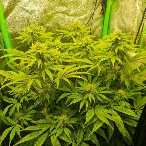Gelato growlog timeline photo