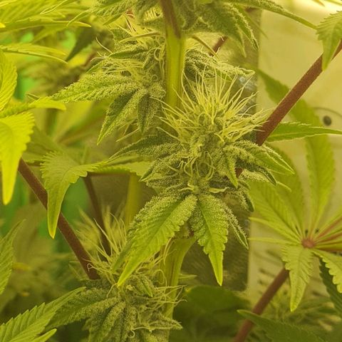 Gelato growlog timeline photo