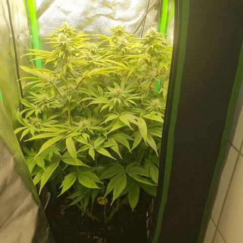 Gelato growlog timeline photo