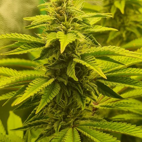 Gelato growlog timeline photo