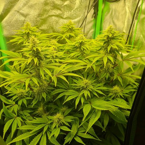 Gelato growlog timeline photo