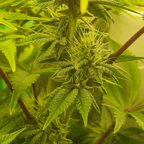 Gelato growlog timeline photo