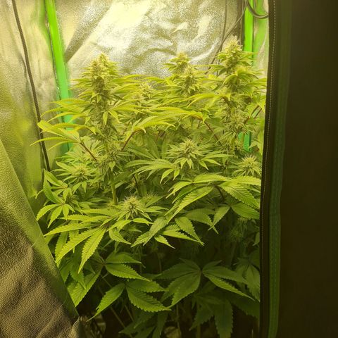Gelato growlog timeline photo