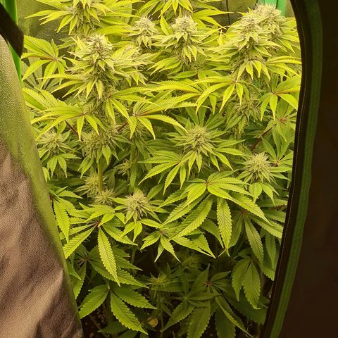 Gelato growlog timeline photo