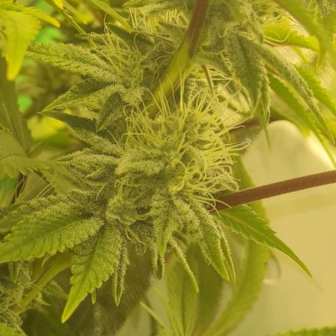Gelato growlog timeline photo
