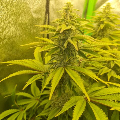 Gelato growlog timeline photo