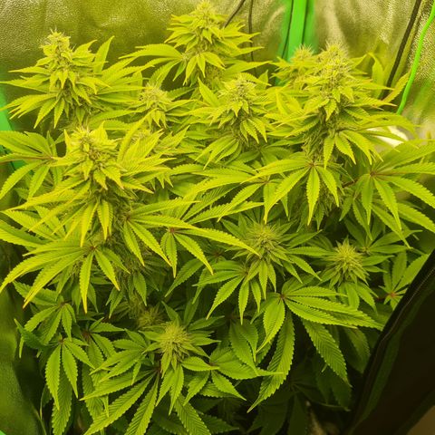 Gelato growlog timeline photo
