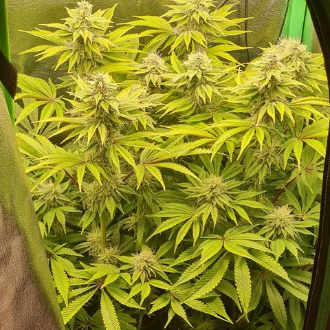 Gelato growlog timeline photo