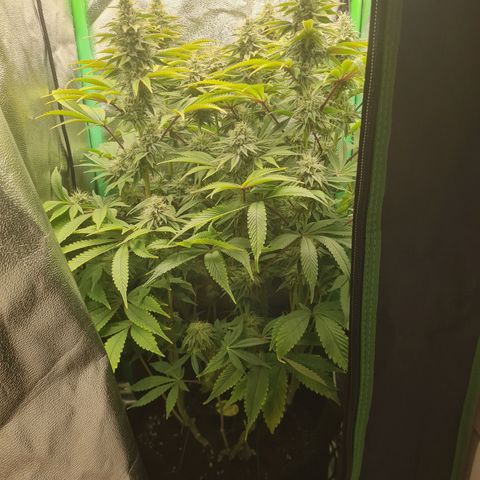 Gelato growlog timeline photo