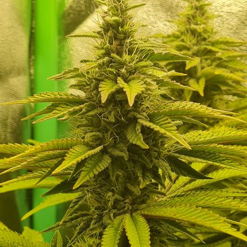 Gelato growlog timeline photo