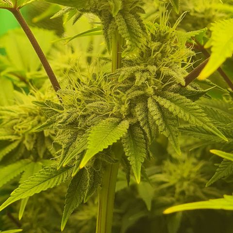 Gelato growlog timeline photo