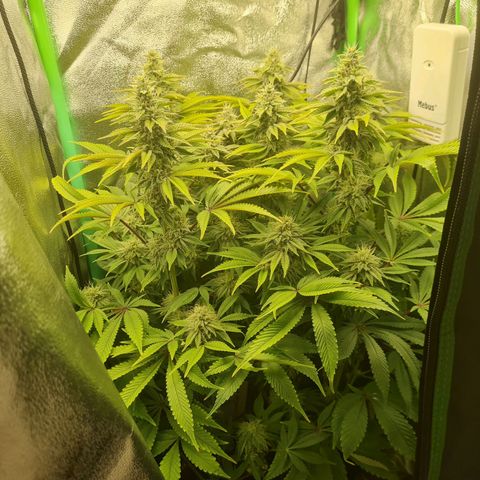 Gelato growlog timeline photo