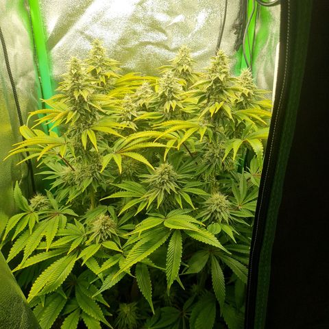 Gelato growlog timeline photo
