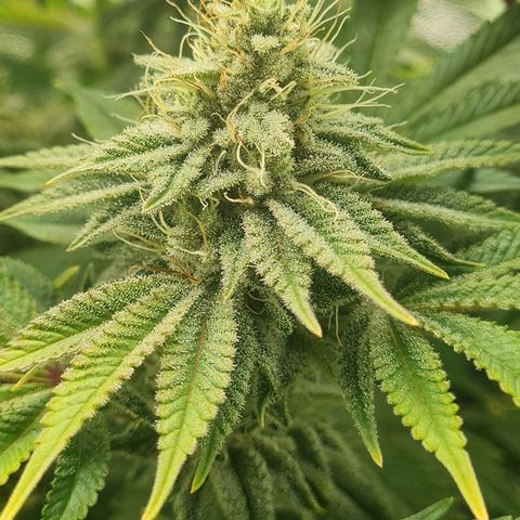 Gelato growlog timeline photo