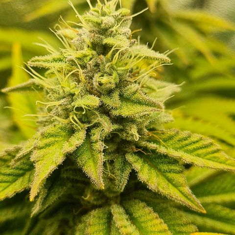 Gelato growlog timeline photo