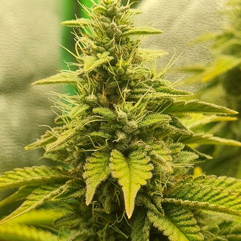 Gelato growlog timeline photo