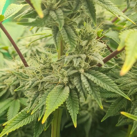 Gelato growlog timeline photo