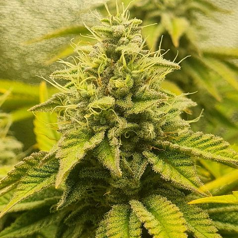 Gelato growlog timeline photo