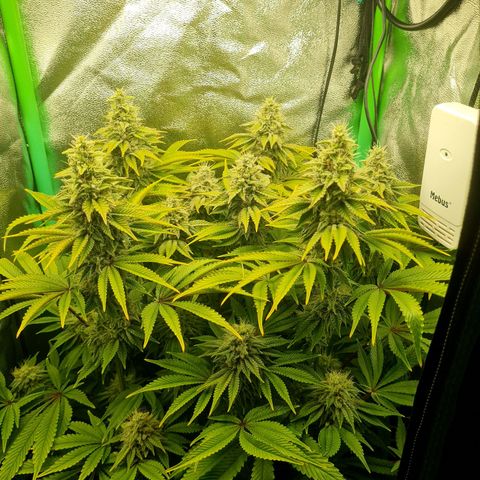 Gelato growlog timeline photo