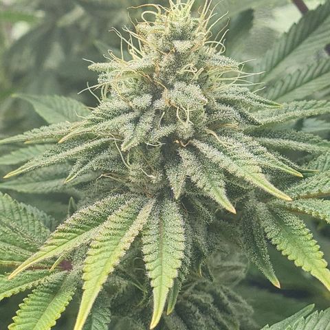 Gelato growlog timeline photo
