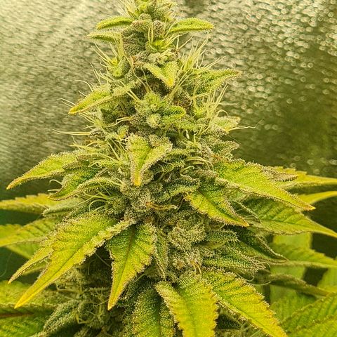 Gelato growlog timeline photo
