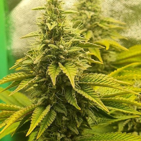 Gelato growlog timeline photo