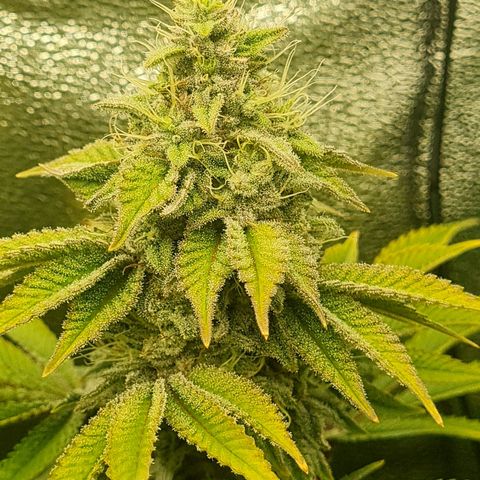 Gelato growlog timeline photo