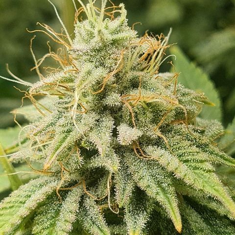 Gelato growlog timeline photo