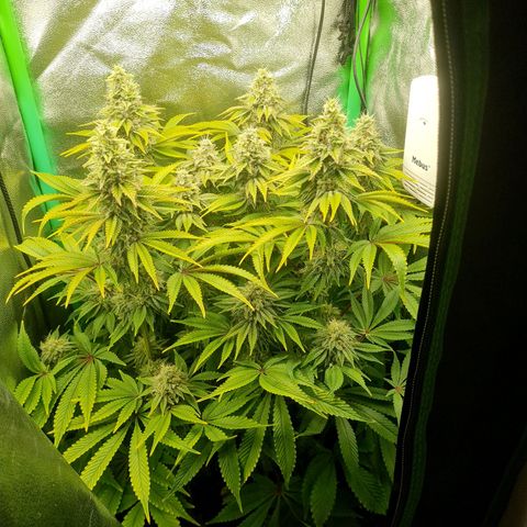 Gelato growlog timeline photo