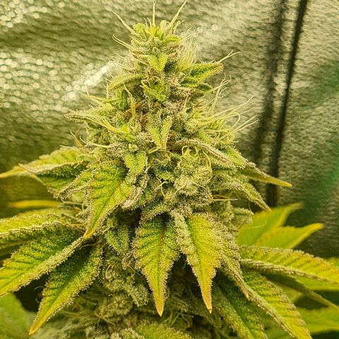 Gelato growlog timeline photo